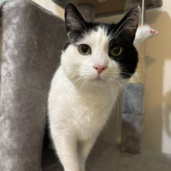 Lady Harmony -  American Shorthair Cat Available for Adoption - Lady Harmony | PetCurious