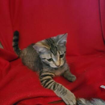 Sun Fyer TH 0626 -  Domestic Short Hair Cat for Adoption - Sun Fyer TH 0626 | PetCurious