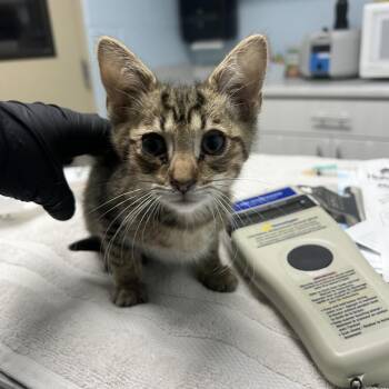 Greg -  Domestic Short Hair Cat for Adoption in Riverside, California - Greg | PetCurious