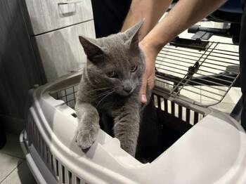SMOKE -  Domestic Short Hair Cat for Adoption in Rowlett, Texas - SMOKE | PetCurious