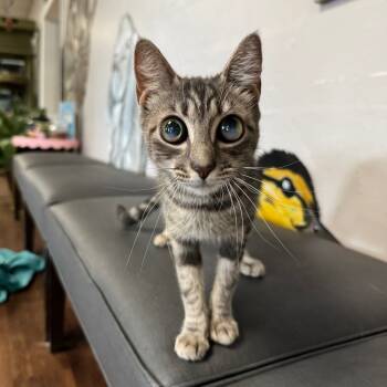 Rescue Domestic Short Hair Cats for Adoption in Port Richey, Florida - Bell | PetCurious