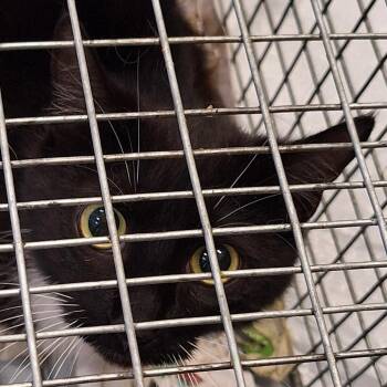 Domestic Medium Hair Cats Available for Adoption in Montgomery, Alabama - Montgomery Kitty 110 | PetCurious