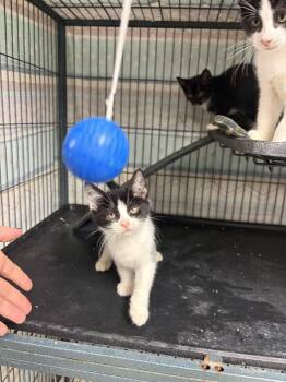 Edmund -  Domestic Short Hair and Tuxedo Cat for Adoption in Ringwood, New Jersey - Edmund | PetCurious