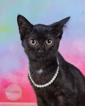 Rescue Bombay and Domestic Short Hair Cats for Adoption in Tuscaloosa, Alabama - Tip | PetCurious