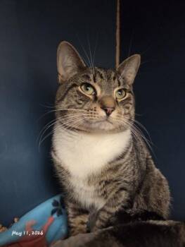 Domestic Short Hair Cats Available for Adoption in Hagerstown, Maryland - PRESLEY | PetCurious