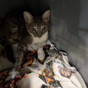 MINA -  Domestic Short Hair Cat for Adoption in Kyle, Texas - MINA | PetCurious