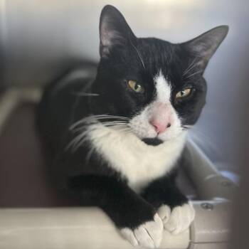 Lamar -  Domestic Short Hair Cat for Adoption in Walden, New York - Lamar | PetCurious