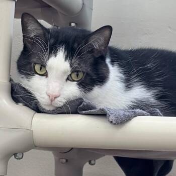 Jinx -  Domestic Short Hair Cat for Adoption in Los Angeles, California - Jinx | PetCurious