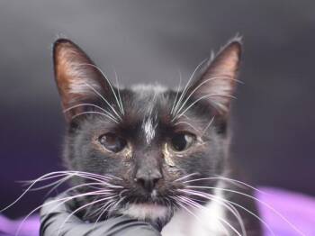 Domestic Short Hair Cats Available for Adoption in Portland, Oregon - Lorleen | PetCurious