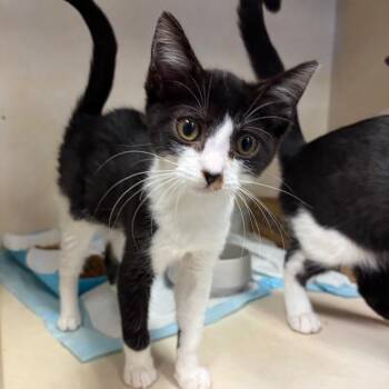 Meatlug -  Domestic Short Hair Cat for Adoption in Westminster, California - Meatlug | PetCurious