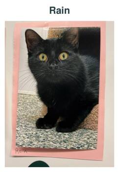 Rain -  Domestic Short Hair Cat for Adoption in Richland Center, Wisconsin - Rain | PetCurious