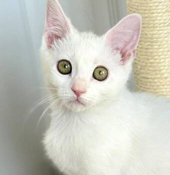 Siamese and Turkish Van Cats Available for Adoption - Little Girl And Sylvia! BONDED BFFS - They Are Living Dolls And  | PetCurious