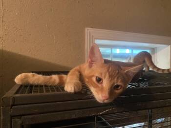 Rescue Domestic Short Hair Cats for Adoption in Eagleville, Tennessee - Orange Brothers X 4 | PetCurious