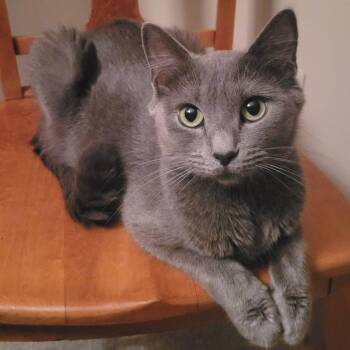 Domestic Short Hair Cats Available for Adoption - Josephine | PetCurious