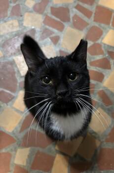 Domestic Short Hair Cats Available for Adoption - Butch - Nubby Tail And A Big Heart | PetCurious