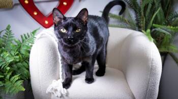 Domestic Short Hair Cats Available for Adoption - Winston | PetCurious