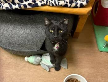 Domestic Short Hair Cats Available for Adoption - Howard Hughes And Bette Davis | PetCurious