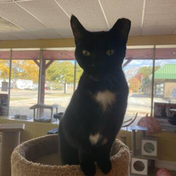 Rescue Tuxedo Cats for Adoption in Madison Heights, Michigan - Charlotte | PetCurious