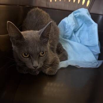 Lori -  Domestic Short Hair Cat for Adoption in West Palm Beach, Florida - Lori | PetCurious