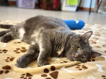 Domestic Short Hair Cats Available for Adoption - Janice | PetCurious