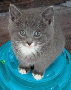 Domestic Medium Hair Cats Available for Adoption in North Babylon, New York - Waffle | PetCurious