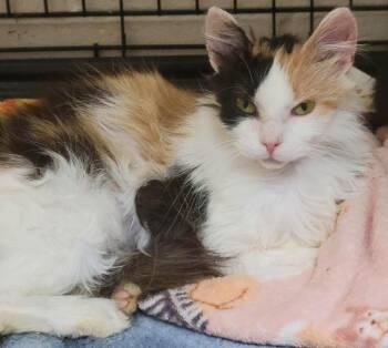 Della -  Domestic Long Hair Cat for Adoption in Plover, Wisconsin - Della | PetCurious