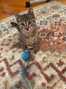Charlotte -  Domestic Short Hair Cat for Adoption in East Greenville, Pennsylvania - Charlotte | PetCurious