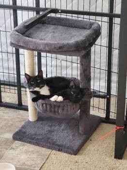 Domestic Short Hair Cats Available for Adoption in Greensburg, Pennsylvania - Cookie | PetCurious