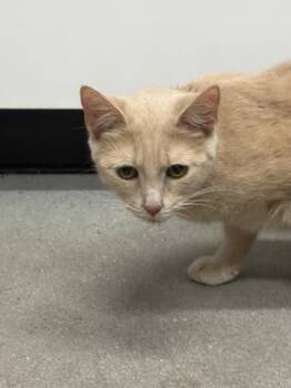 Domestic Short Hair Cats Available for Adoption in West Chester, Pennsylvania - Fluff | PetCurious