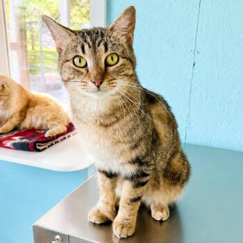 Leonardo -  Domestic Short Hair Cat for Adoption in Jamestown, North Dakota - Leonardo | PetCurious