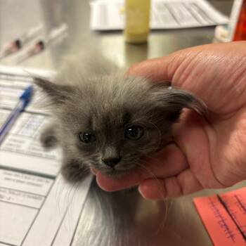 Hairball -  Domestic Long Hair Cat for Adoption in Ottawa, Kansas - Hairball | PetCurious