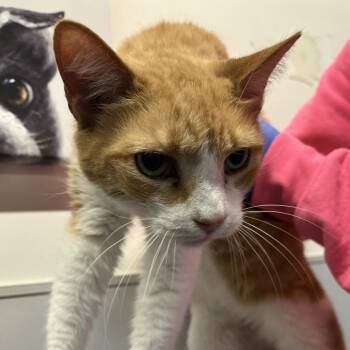 Domestic Short Hair Cats Available for Adoption - Fred | PetCurious