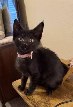 Domestic Short Hair Cats Available for Adoption in Colorado Springs, Colorado - DIAMOND | PetCurious