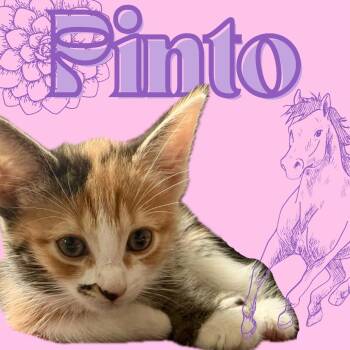 Pinto AM -  Domestic Short Hair Cat for Adoption in Austin, Texas - Pinto AM | PetCurious