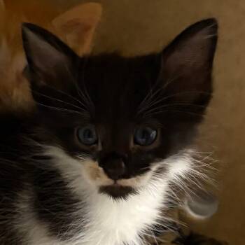 Batman -  Domestic Short Hair Cat for Adoption in San Antonio, Texas - Batman | PetCurious