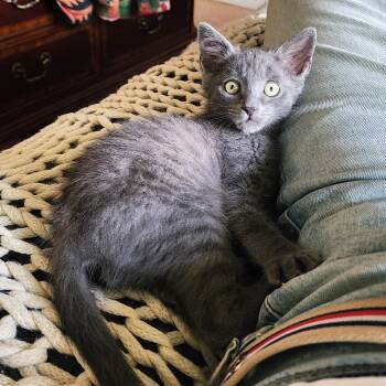 Furio Tigre -  Tabby Cat for Adoption in Woodinville, Washington - Furio Tigre | PetCurious
