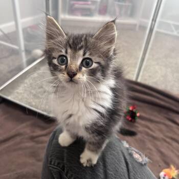 Sebastian -  Domestic Long Hair Cat for Adoption in Columbia, Missouri - Sebastian | PetCurious