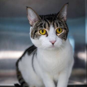 Domestic Short Hair Cats Available for Adoption - Missy | PetCurious