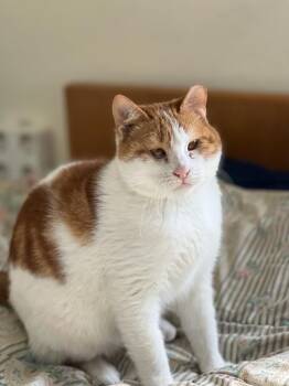 Domestic Short Hair Cats Available for Adoption - Floki, The Kindest And Goofiest Boy | PetCurious