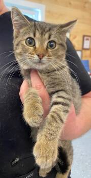 Ike -  Domestic Long Hair Cat for Adoption in Cumming, Georgia - Ike | PetCurious