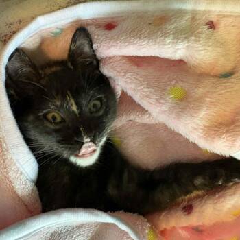 Althea -  Domestic Short Hair Cat for Adoption in West Olive, Michigan - Althea | PetCurious