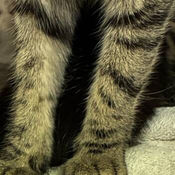 72228 -  Domestic Short Hair Cat for Adoption in Harrisonburg, Virginia - 72228 | PetCurious