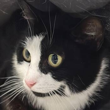 Sissy -  Domestic Short Hair Cat for Adoption in Victor, New York - Sissy | PetCurious