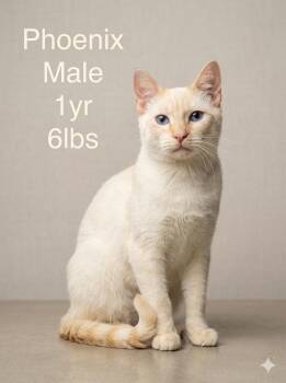 Phoenix - Flame point Siamese -  Siamese Cat for Adoption in Muskego, Wisconsin - Phoenix - Flame Point Siamese | PetCurious