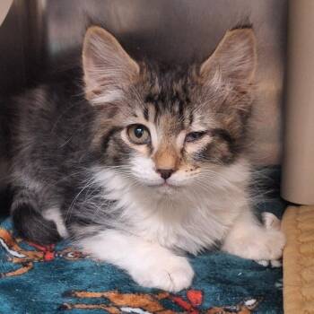 Springwood -  Domestic Medium Hair Cat for Adoption in Flagstaff, Arizona - Springwood | PetCurious