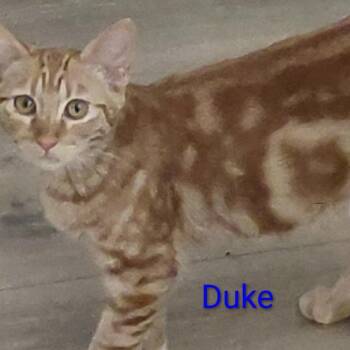 Duke -  Domestic Short Hair Cat for Adoption in Larkfield-wikiup, California - Duke | PetCurious