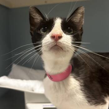 Pearla -  Domestic Short Hair Cat for Adoption in Chattanooga, Tennessee - Pearla | PetCurious