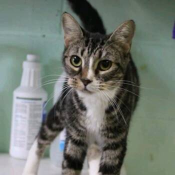 Rescue Domestic Short Hair Cats for Adoption in New York, New York - Wilma | PetCurious