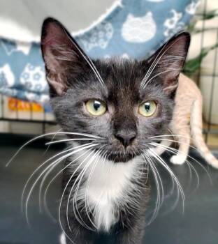 Barclay (Graham) -  Domestic Short Hair Cat for Adoption in Davis, California - Barclay (Graham) | PetCurious