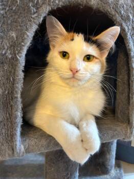 Rescue Domestic Medium Hair Cats for Adoption in Ridgetown, Ontario - Purracuda | PetCurious